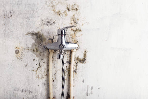 Best Fast Mold Removal  in Natchitoches, LA