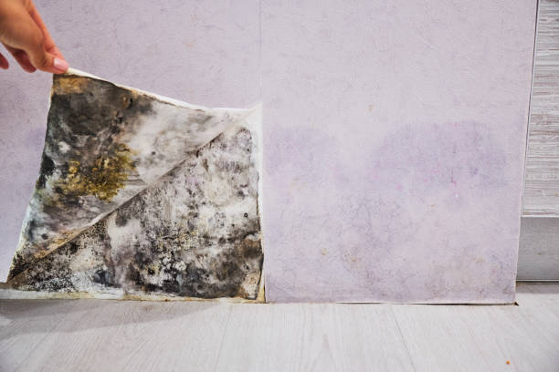 Best Crawl Space Mold Removal  in Natchitoches, LA